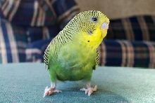 Kiwi at 4 months old