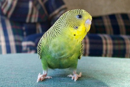 Kiwi at 4 months old