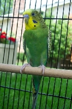 Kiwi all grown up!