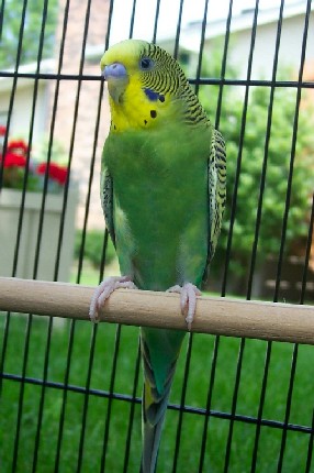 Kiwi all grown up!