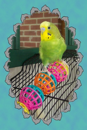 Kiwi at 8 months old