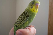Kiwi at 9 weeks old