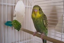 Kiwi likes his broccoli!