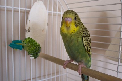 Kiwi likes his broccoli!