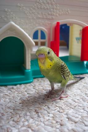 Baby Budgie