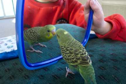First look in the mirror