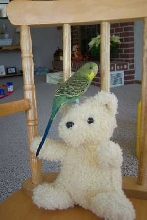 Preening the teddy bear