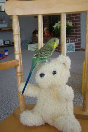 Preening the teddy bear
