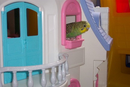 A Bird Eye View