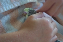 Kokomo asleep in my daughter's hand