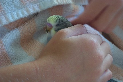 Kokomo asleep in my daughter's hand