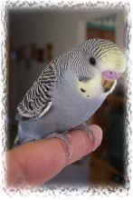 Kokomo at 6 weeks old