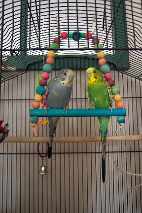 Kiwi and Kokomo's new swing