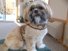 New harness vest