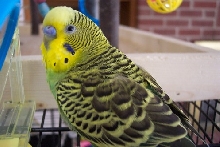 Happy 1st Birthday to Kiwi!