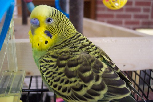 Happy 1st Birthday to Kiwi!