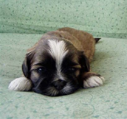 Oliver.....4 weeks old