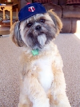 Minnesota Twins fan
