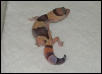 Fat Tail Baby2