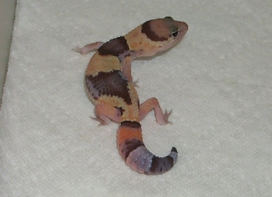 Fat Tail Baby2