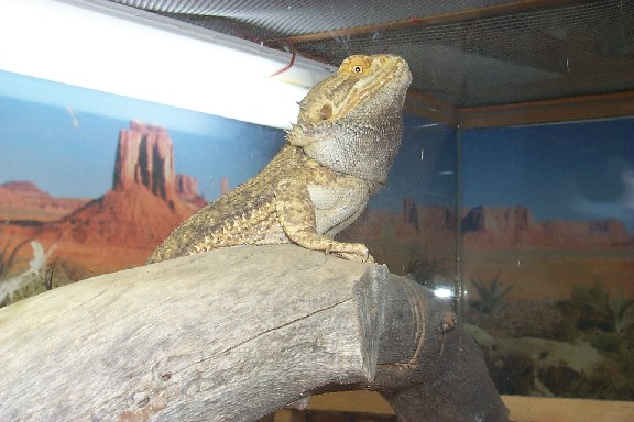 Our male beardie.