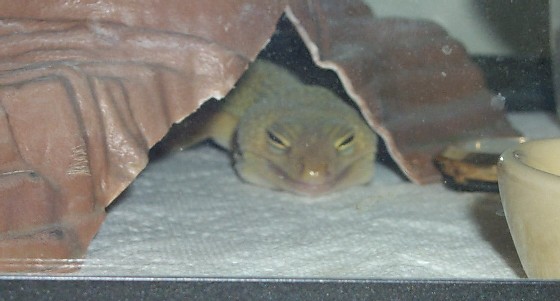 Clyde