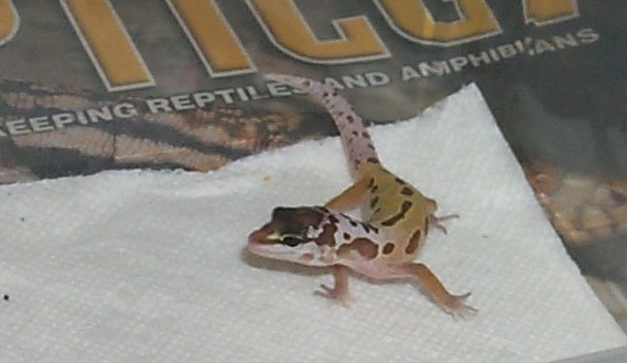 Baby Patternless#2