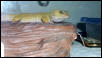 Clyde2