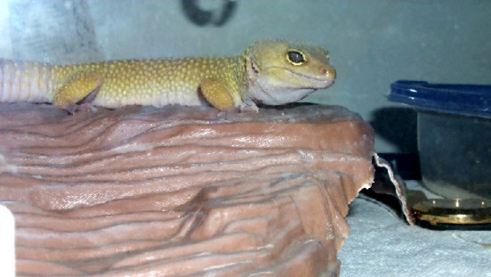 Clyde2