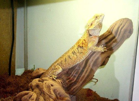 Maggie again.
