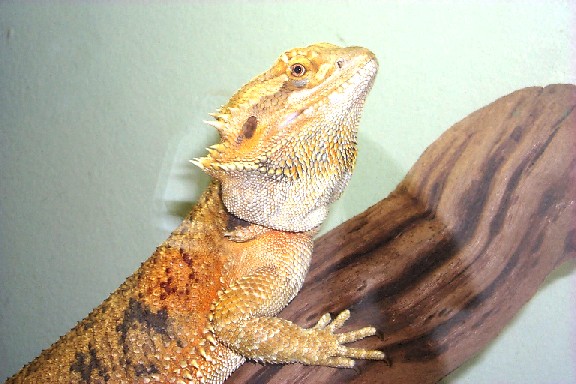 Maggie3