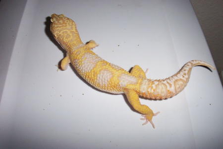 Male Jungle Albino