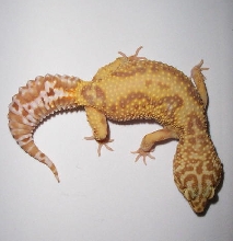 Female Jungle Albino