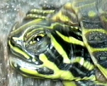 New Map Turtle