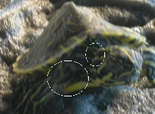 Skin Shed?