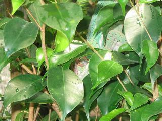 Panther chameleon