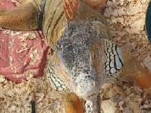Iguana