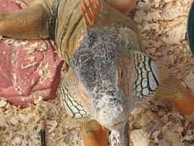 Iguana