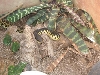 Madagascan hognose snake