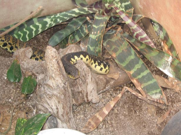 Madagascan hognose snake
