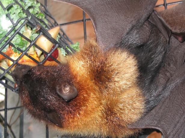 Indian fruit bat eating