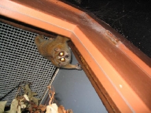 Pygmy slow loris