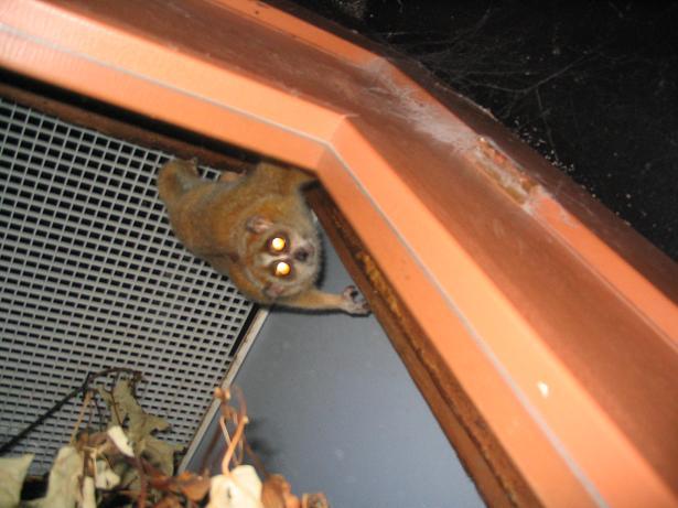 Pygmy slow loris