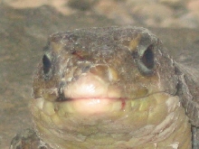 Madagascan plated lizard head shot