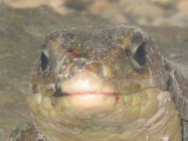 Madagascan plated lizard head shot