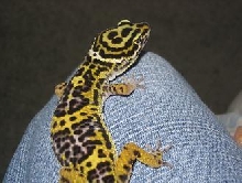 new gecko