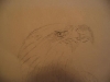 Bald eagle sketch