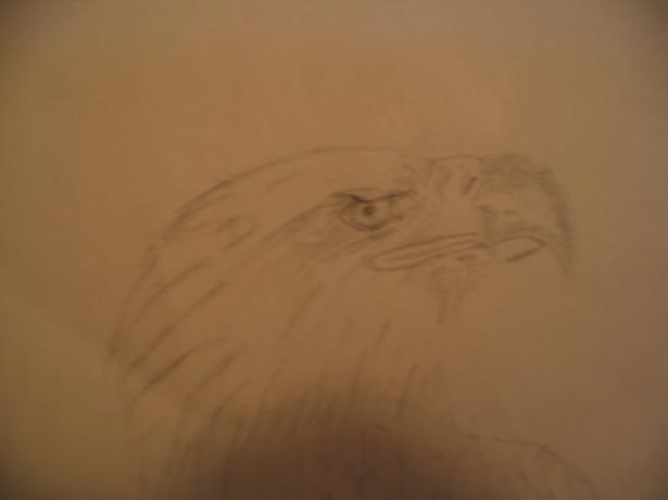 Bald eagle sketch