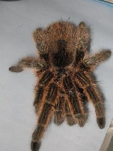 Chilean rose hair tarantula