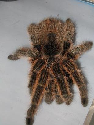 Chilean rose hair tarantula